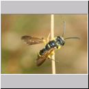 Cerceris arenaria - Sandknotenwespe m10b 10mm Sandgrube Niedringhaussee-det.jpg